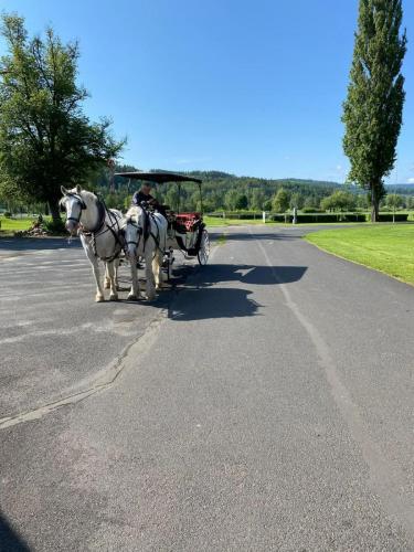 Obrazek-WhatsApp-2024-05-24-v-19.27.22 54099db1 (1)