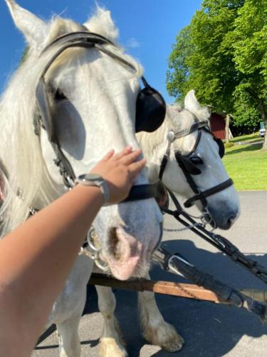 Obrazek-WhatsApp-2024-05-24-v-19.27.23 b414486a (1) (1)